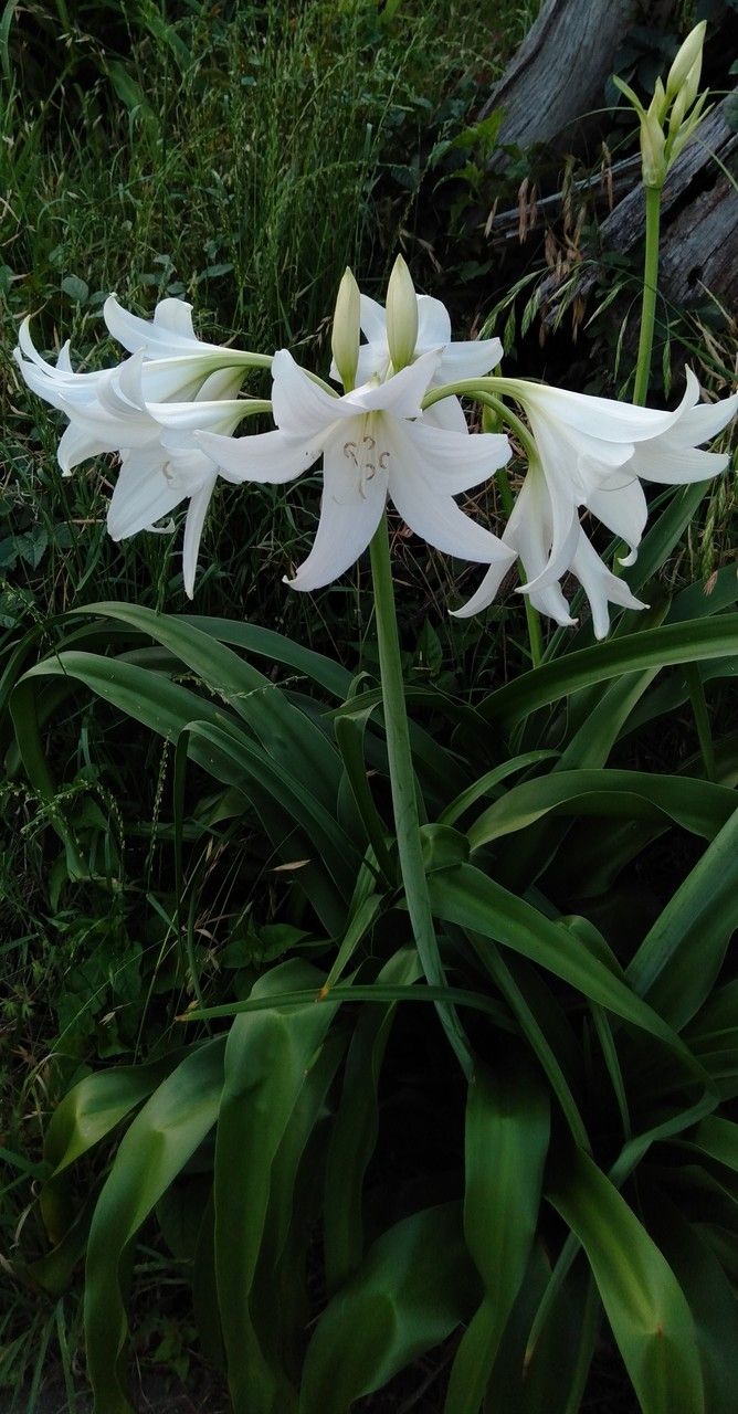 Crinum latifolium habit