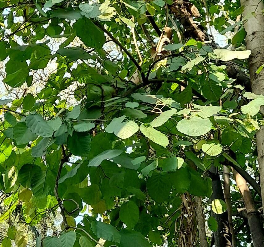 Coccoloba tiliacea — houseplant care guide