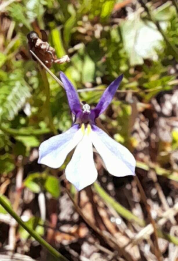 Lobelia nana flower