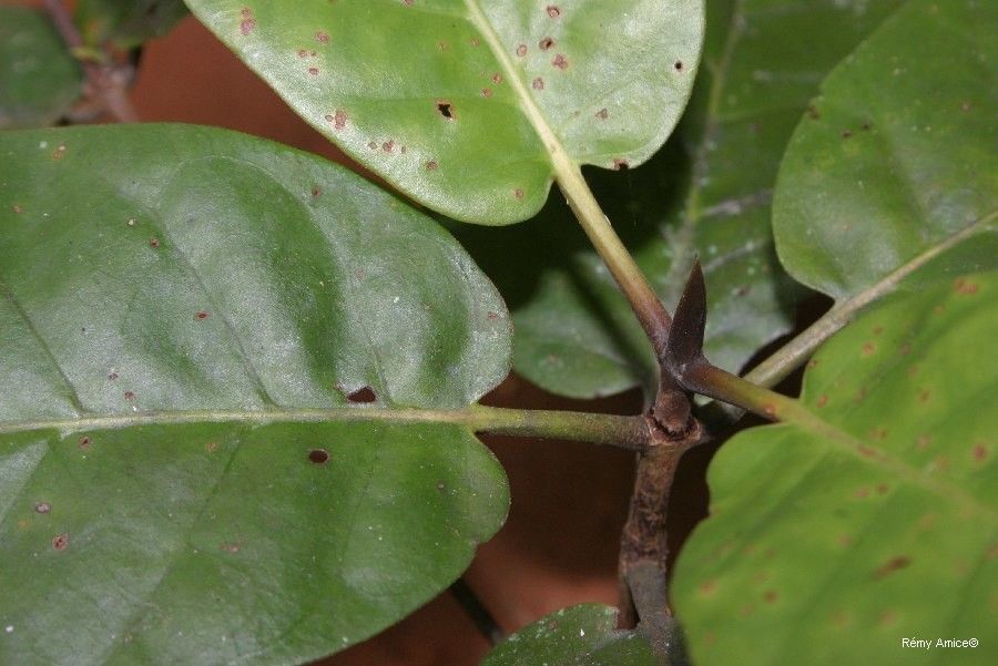 Atractocarpus aragoensis habit