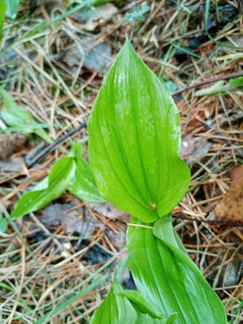 Cypripedium guttatum — search result for 'Cypripedium'