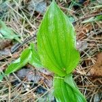 Cypripedium guttatum