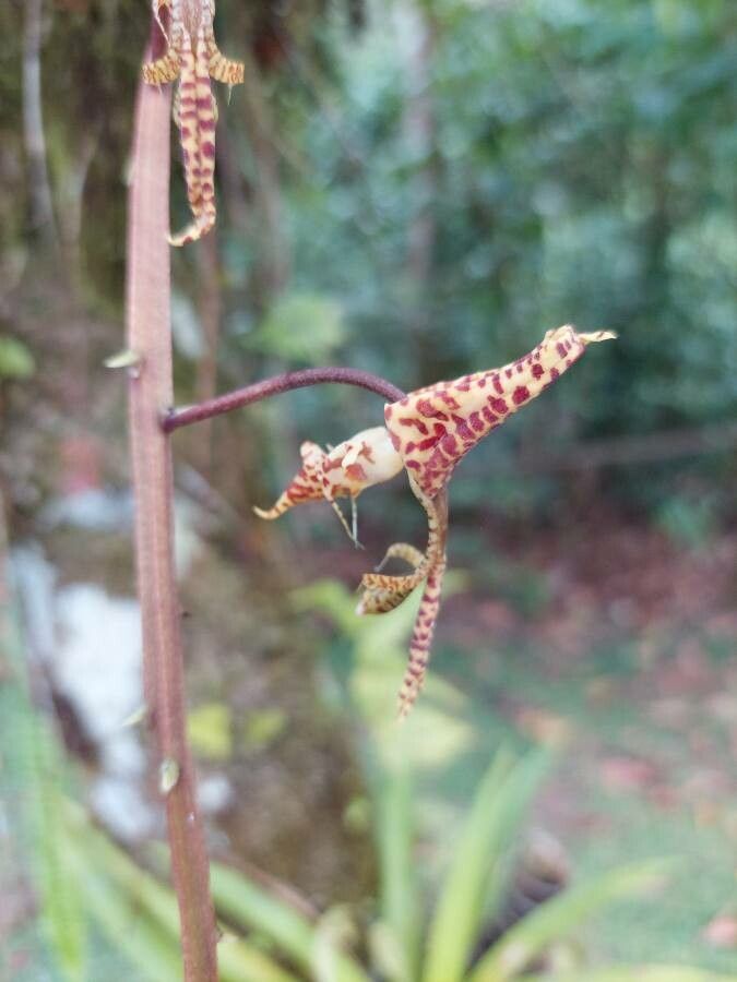 Gongora quinquenervis flower