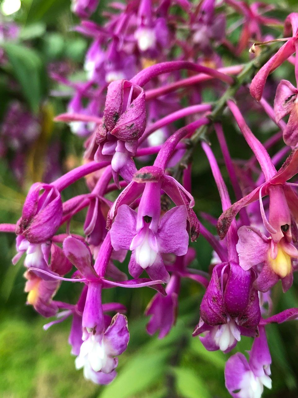 Epidendrum porphyreum flower