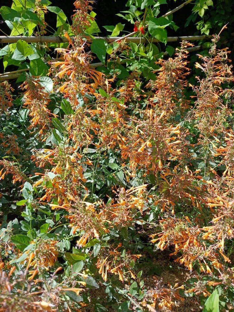 Agastache aurantiaca habit
