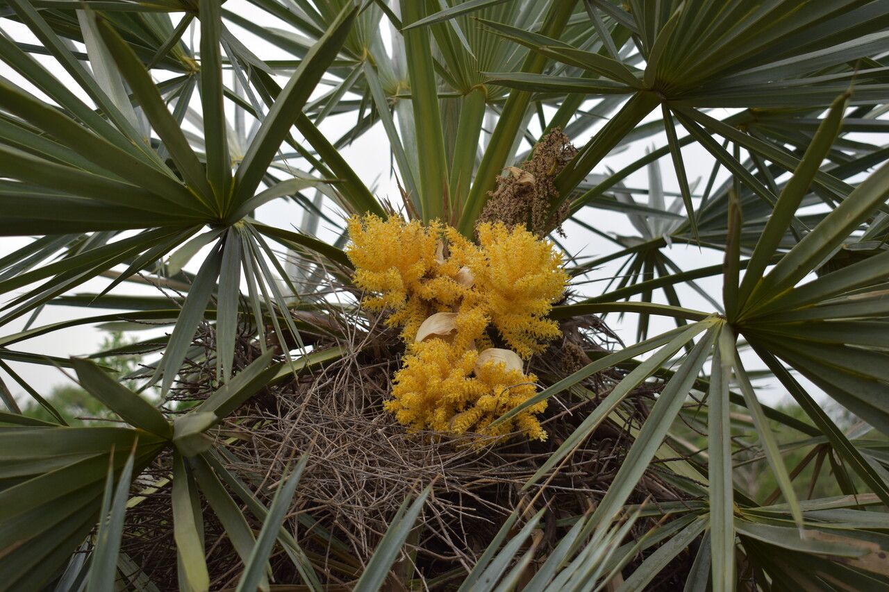 Trithrinax campestris flower