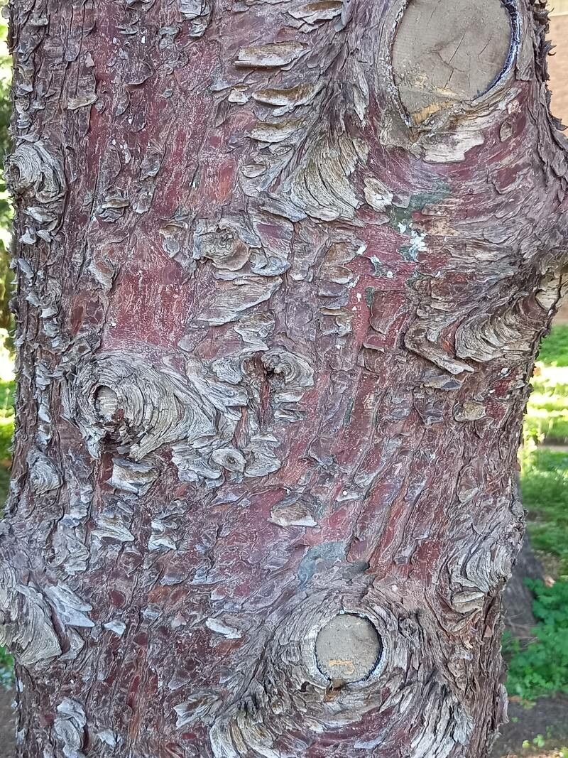 Hesperocyparis bakeri bark