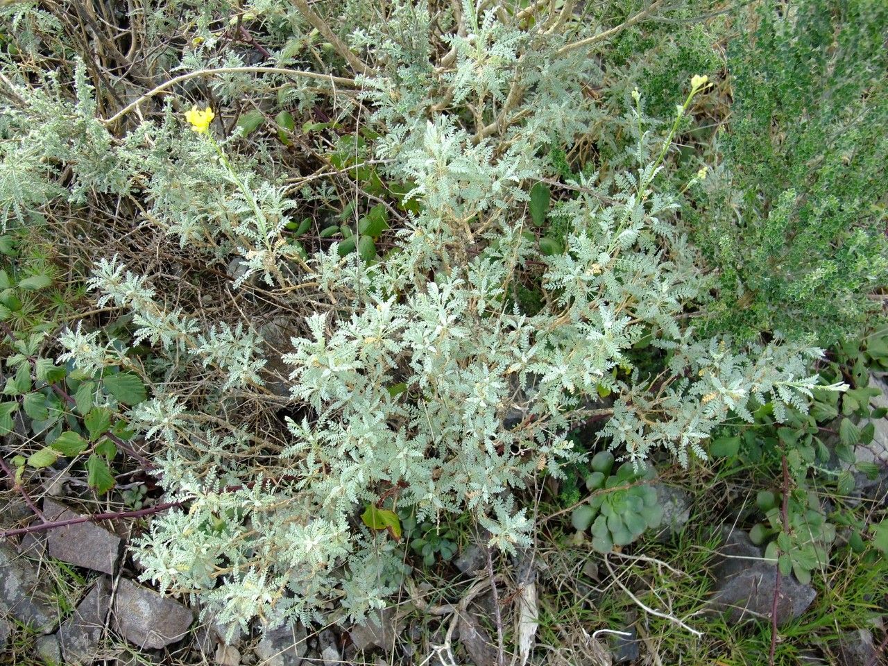 Descurainia millefolia habit