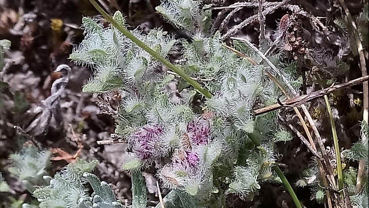 Thymus dolomiticus leaf