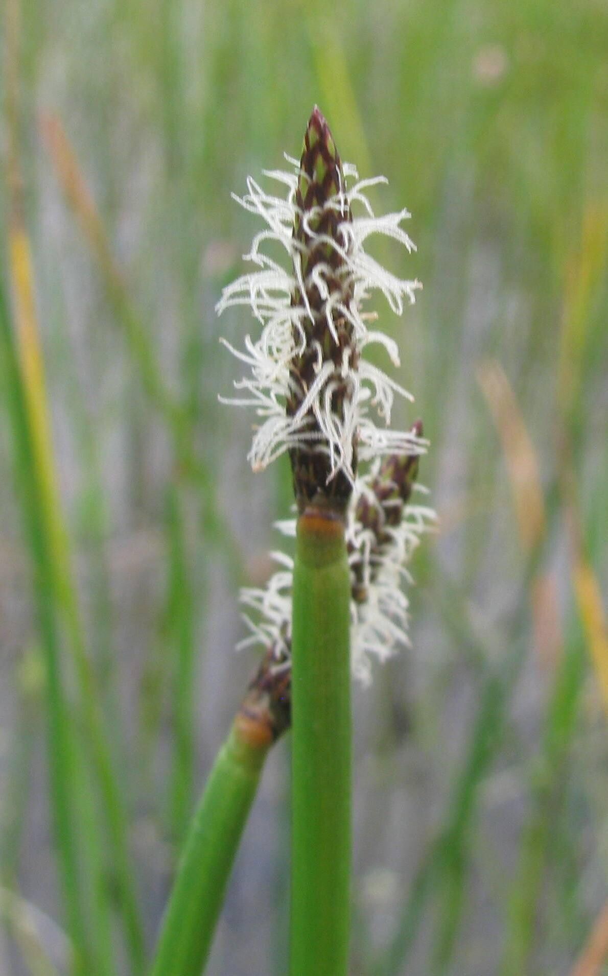 Eleocharis limosa flower