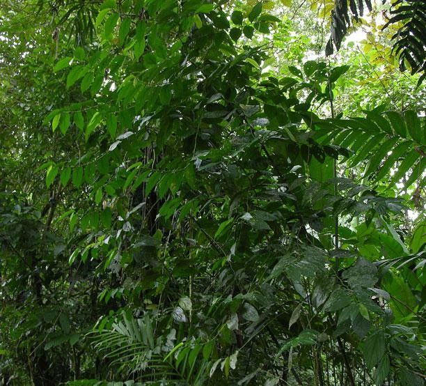 Piper umbricola habit