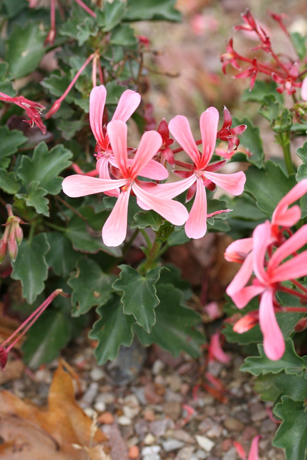 Pelargonium acetosum flower