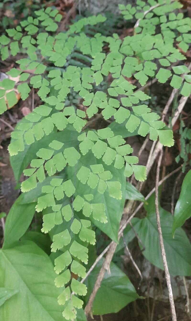 Adiantum tenerum habit