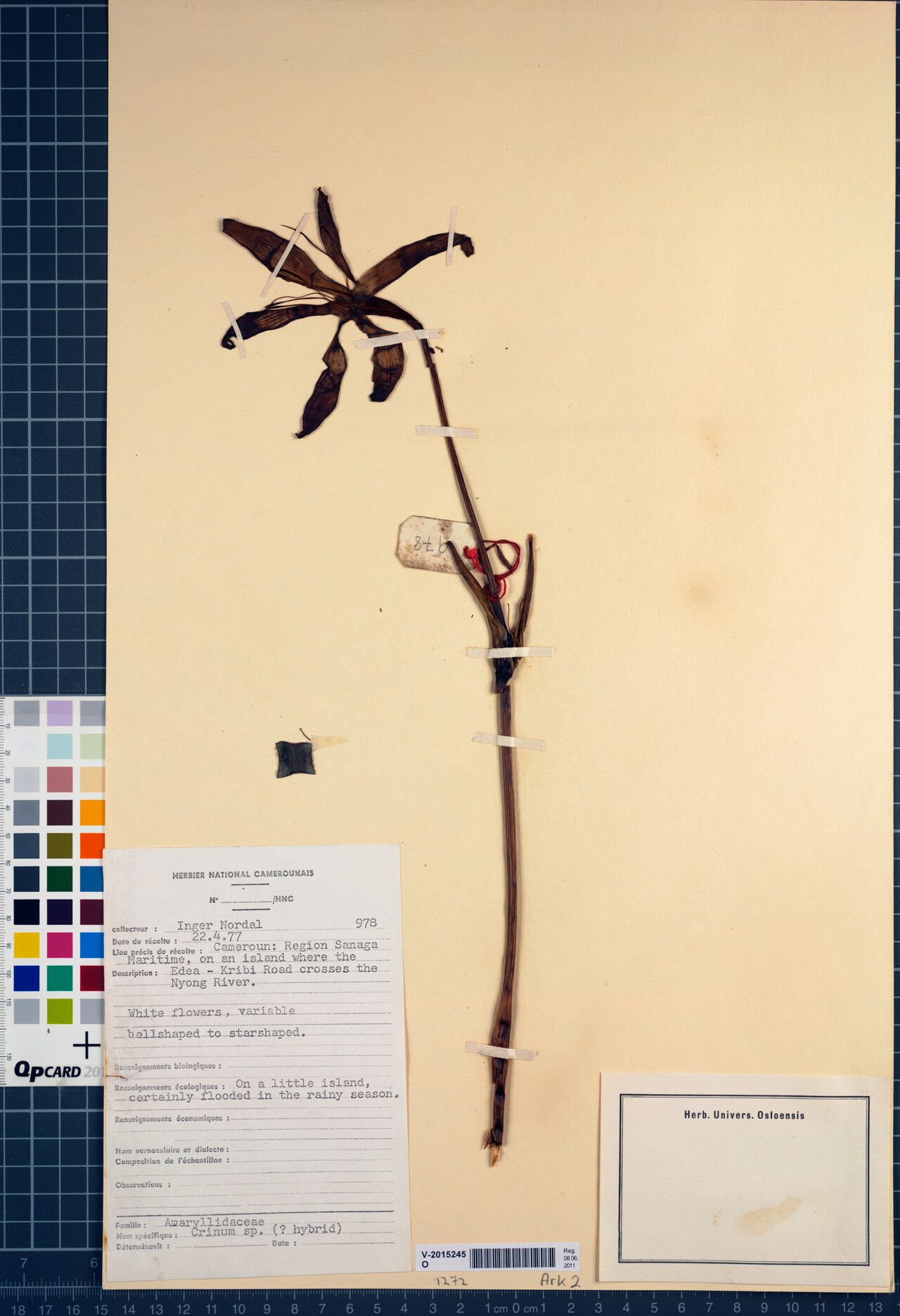 Crinum amphibium — related species from the same genus