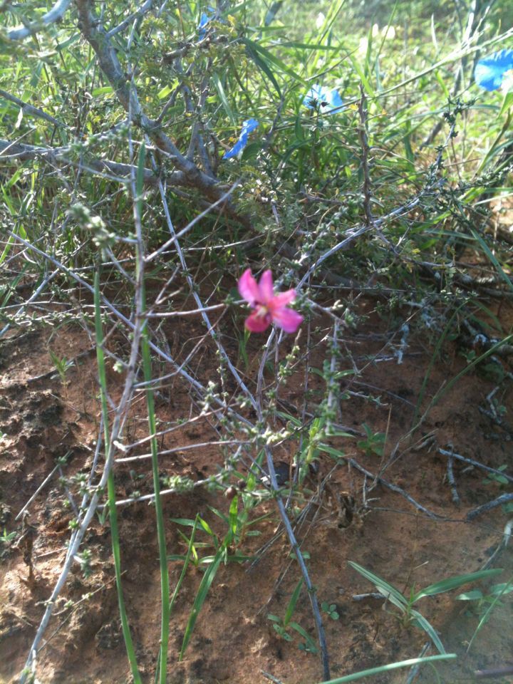 Krameria ramosissima habit