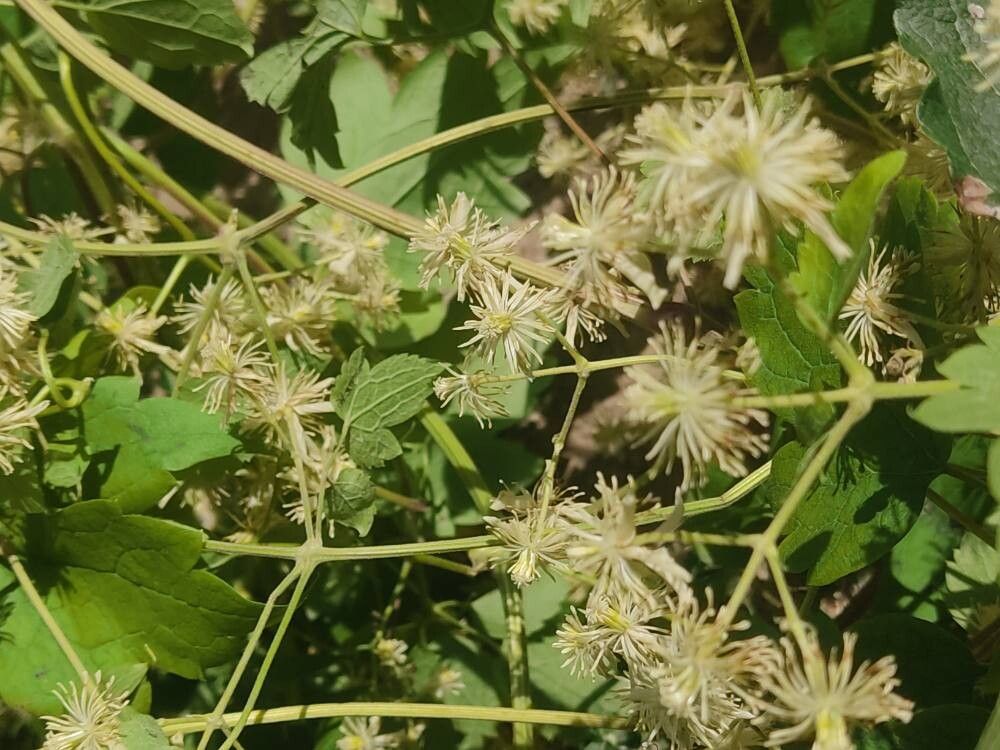 Clematis grata — search result for 'Clematis'