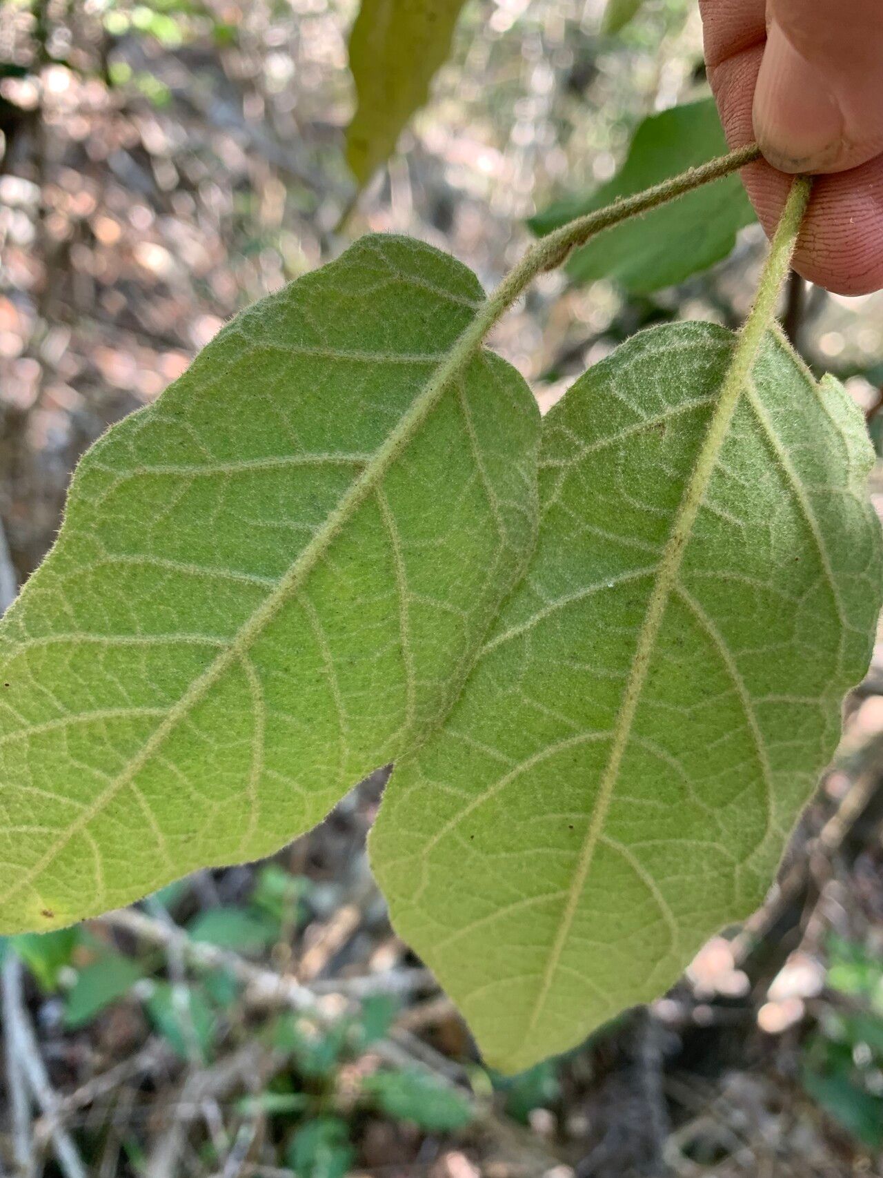 Solanum furfuraceum — houseplant care guide