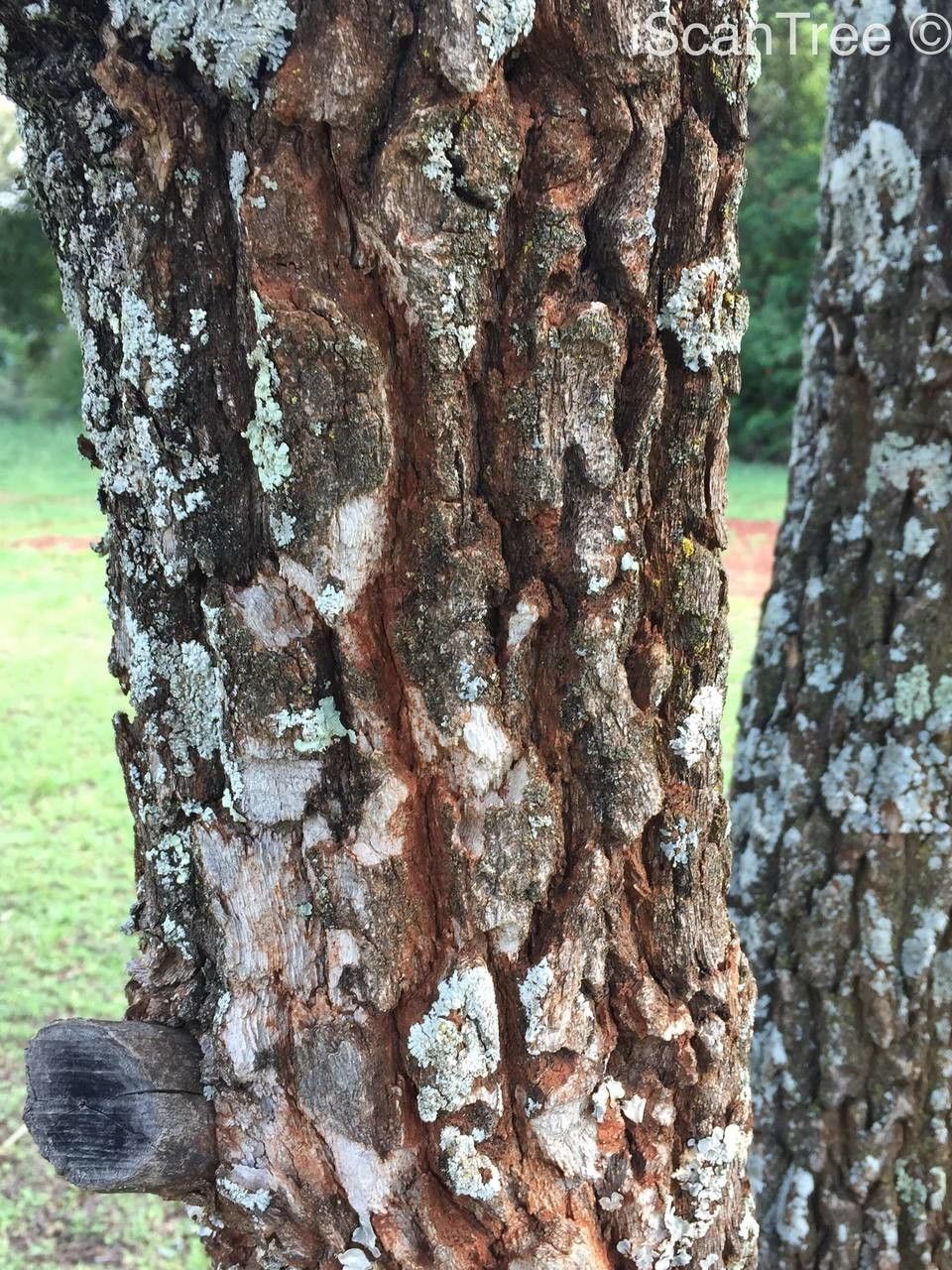 Vitex rehmannii bark