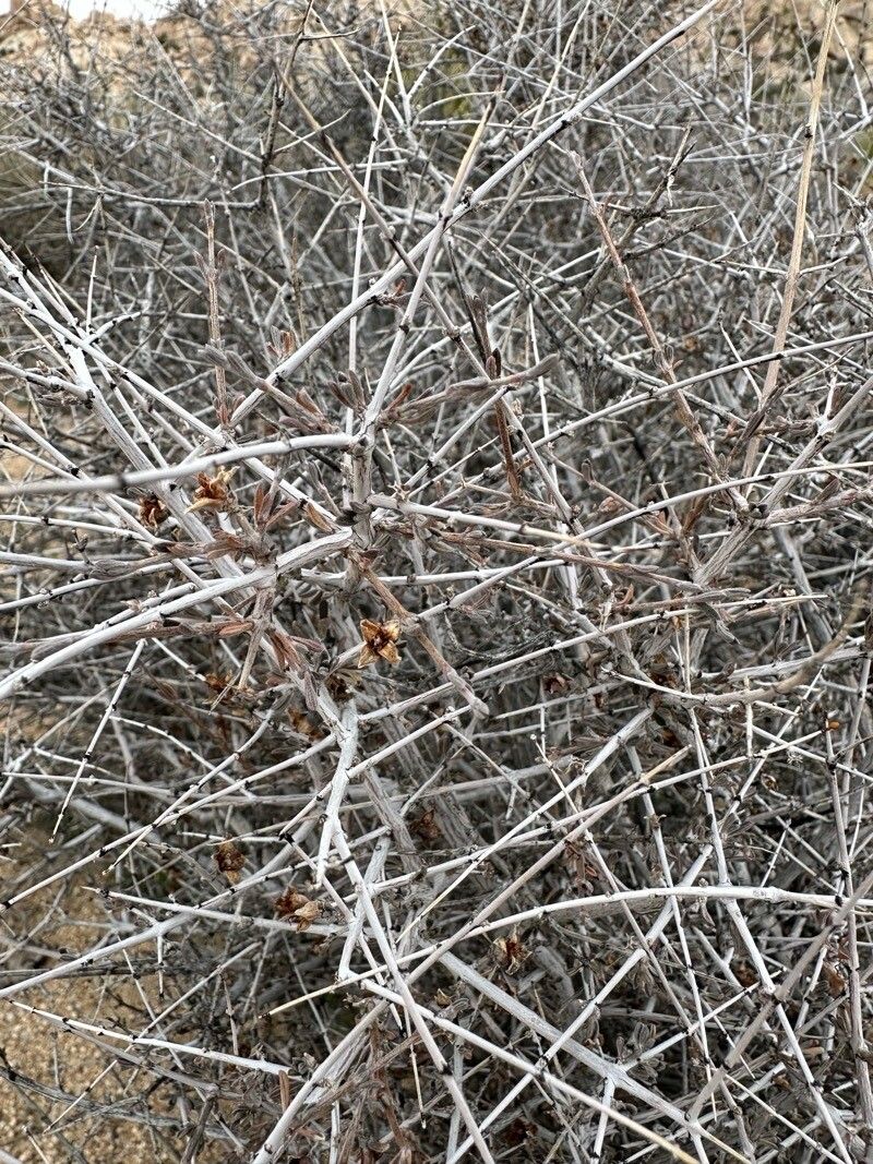 Coleogyne ramosissima bark