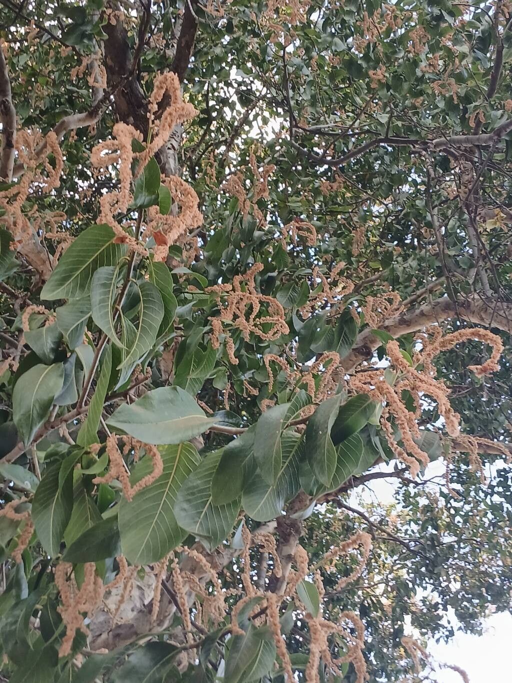 Ruprechtia brachysepala flower