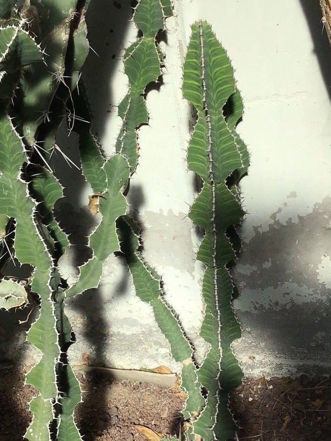 Euphorbia grandialata — houseplant care guide