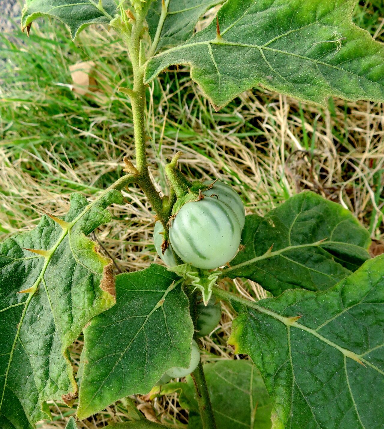 Solanum rigidum habit