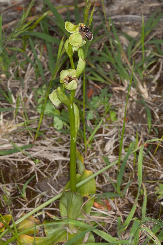 Ophrys bombyliflora — search result for 'Lebanon'