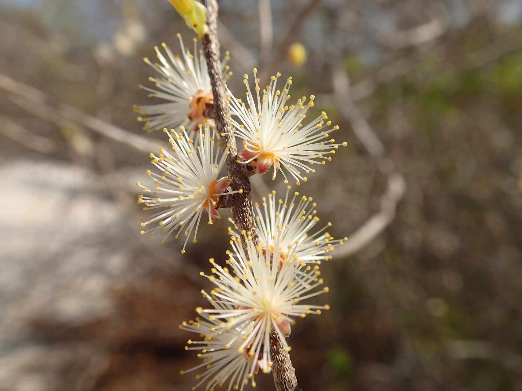 Ludia boinensis — related species from the same genus