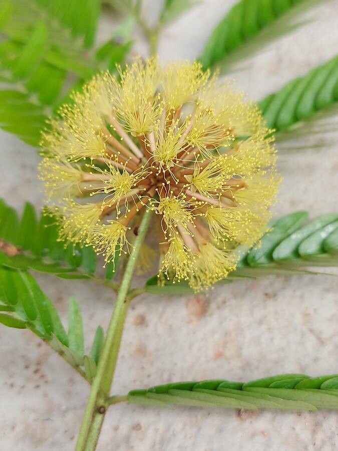 Cojoba arborea flower