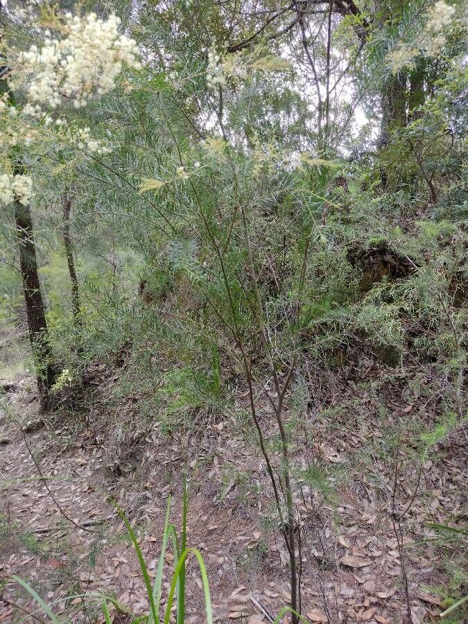 Acacia linifolia habit