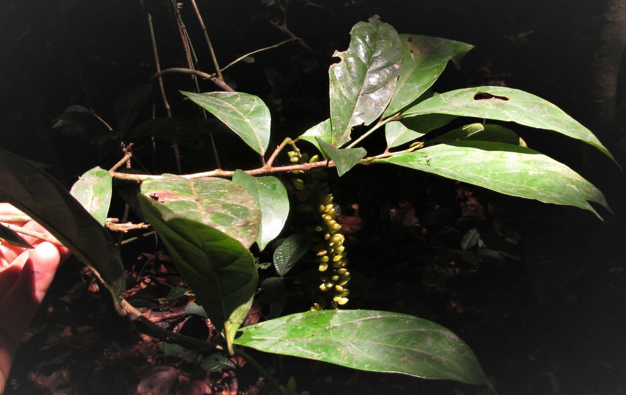 Antidesma vogelianum habit