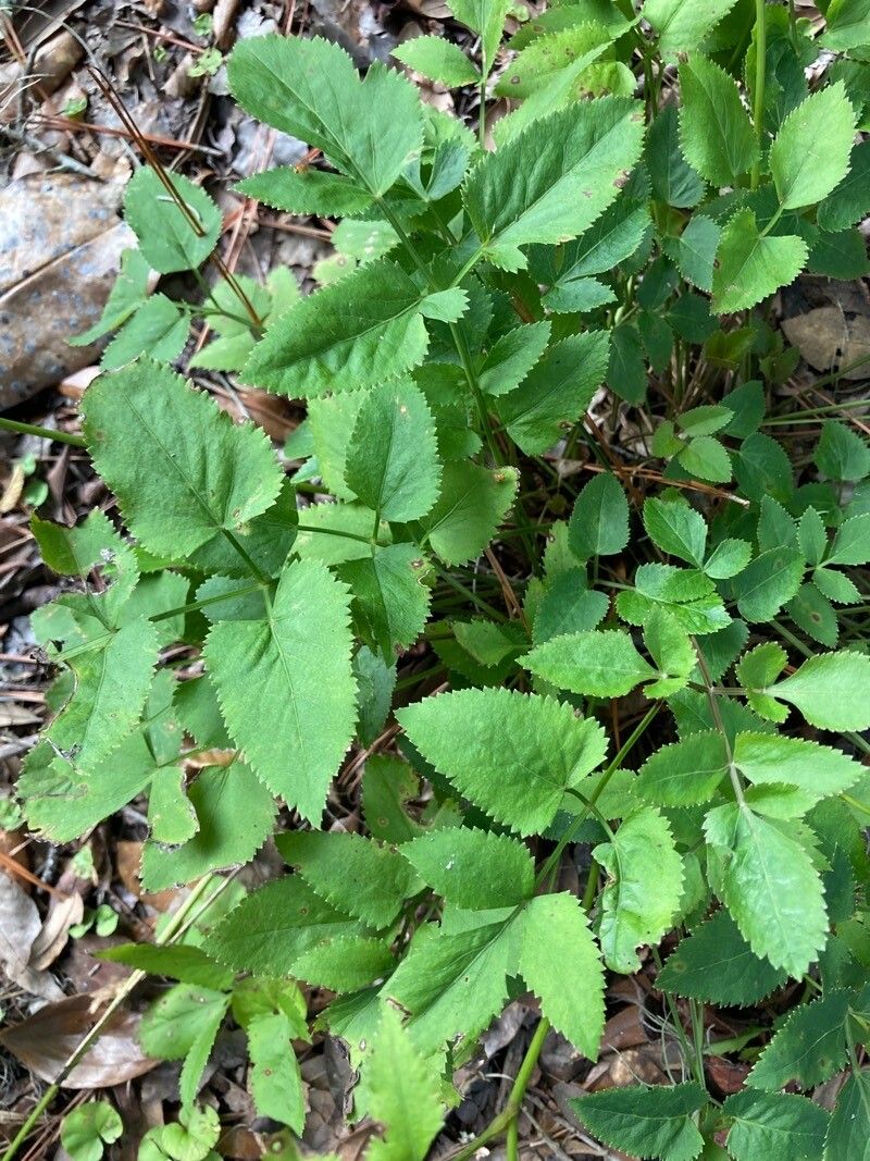 Tauschia arguta — related species from the same genus