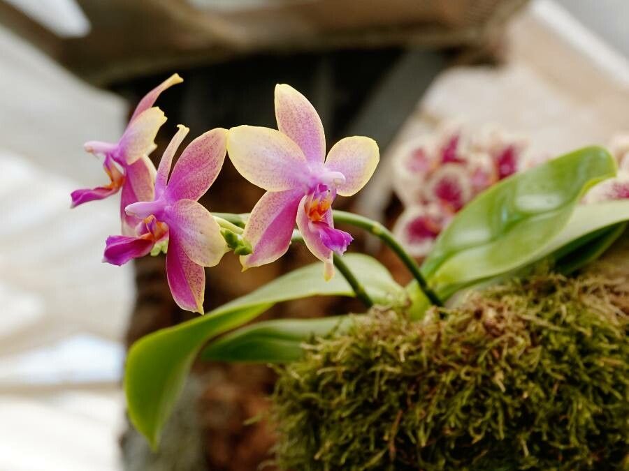 Phalaenopsis wilsonii flower