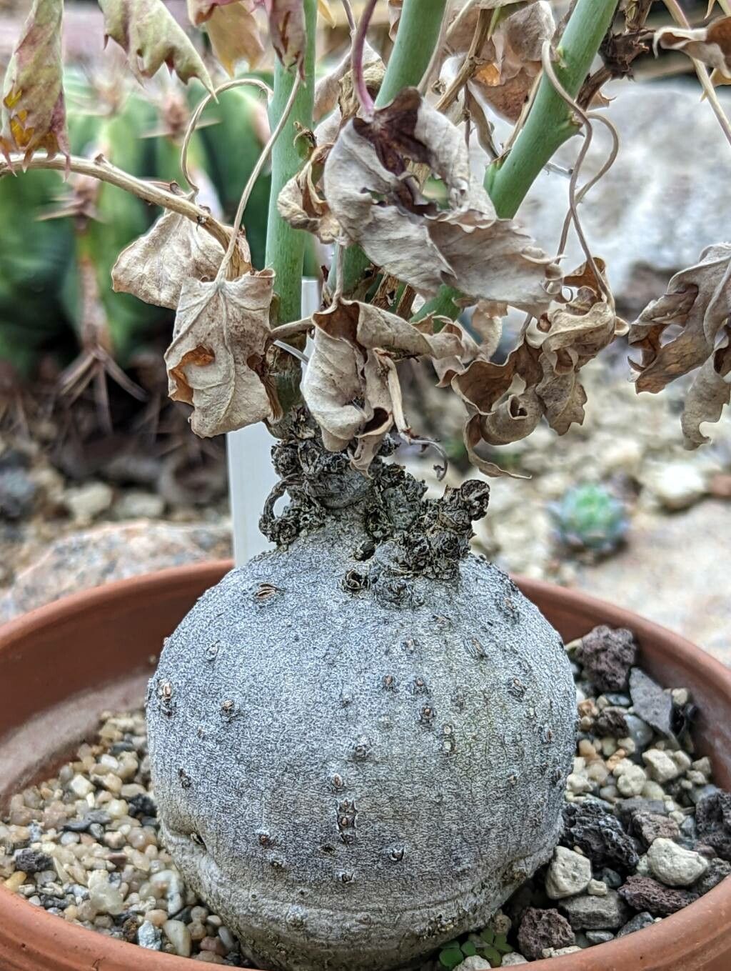 Jatropha cathartica bark