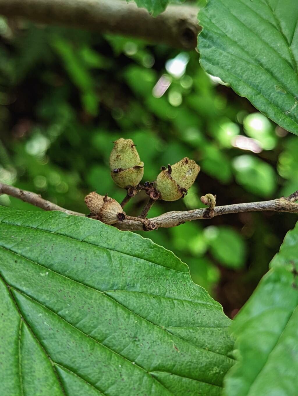 Hamamelis japonica fruit