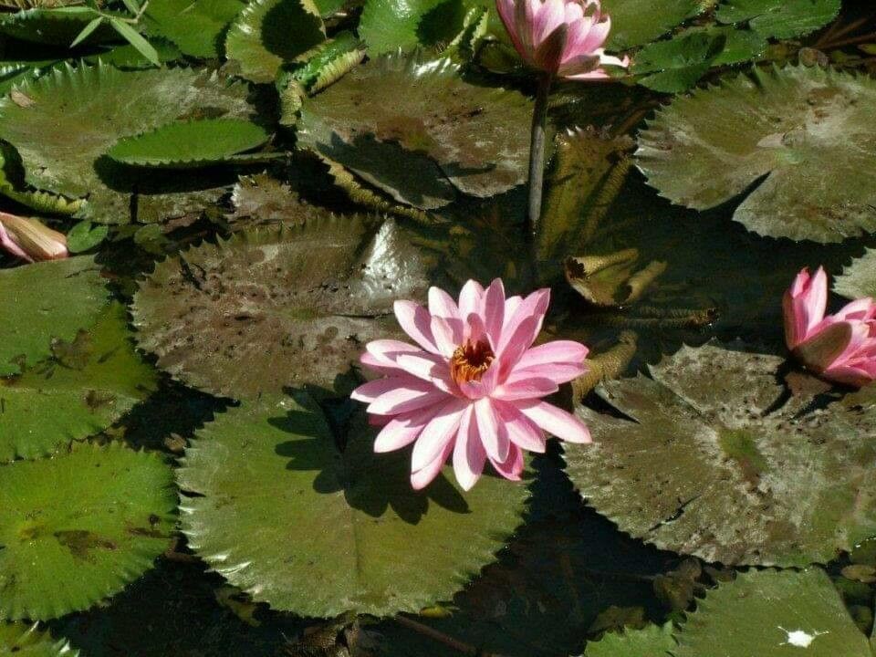 Nymphaea ampla flower
