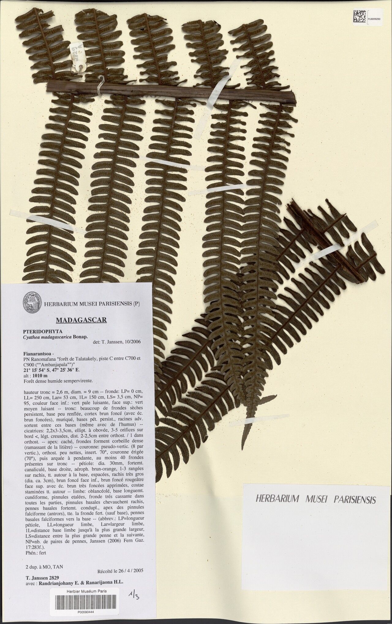 Alsophila matitanensis — houseplant care guide