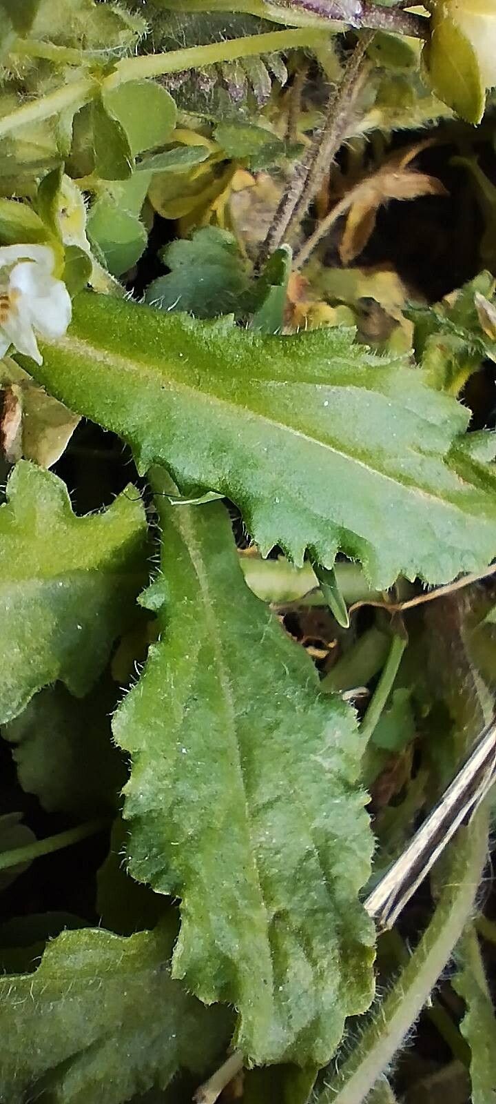 Mazus surculosus — houseplant care guide