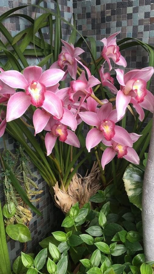 Cymbidium faberi — search result for 'Cymbidium'