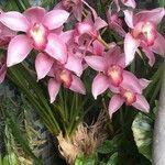 Cymbidium faberi