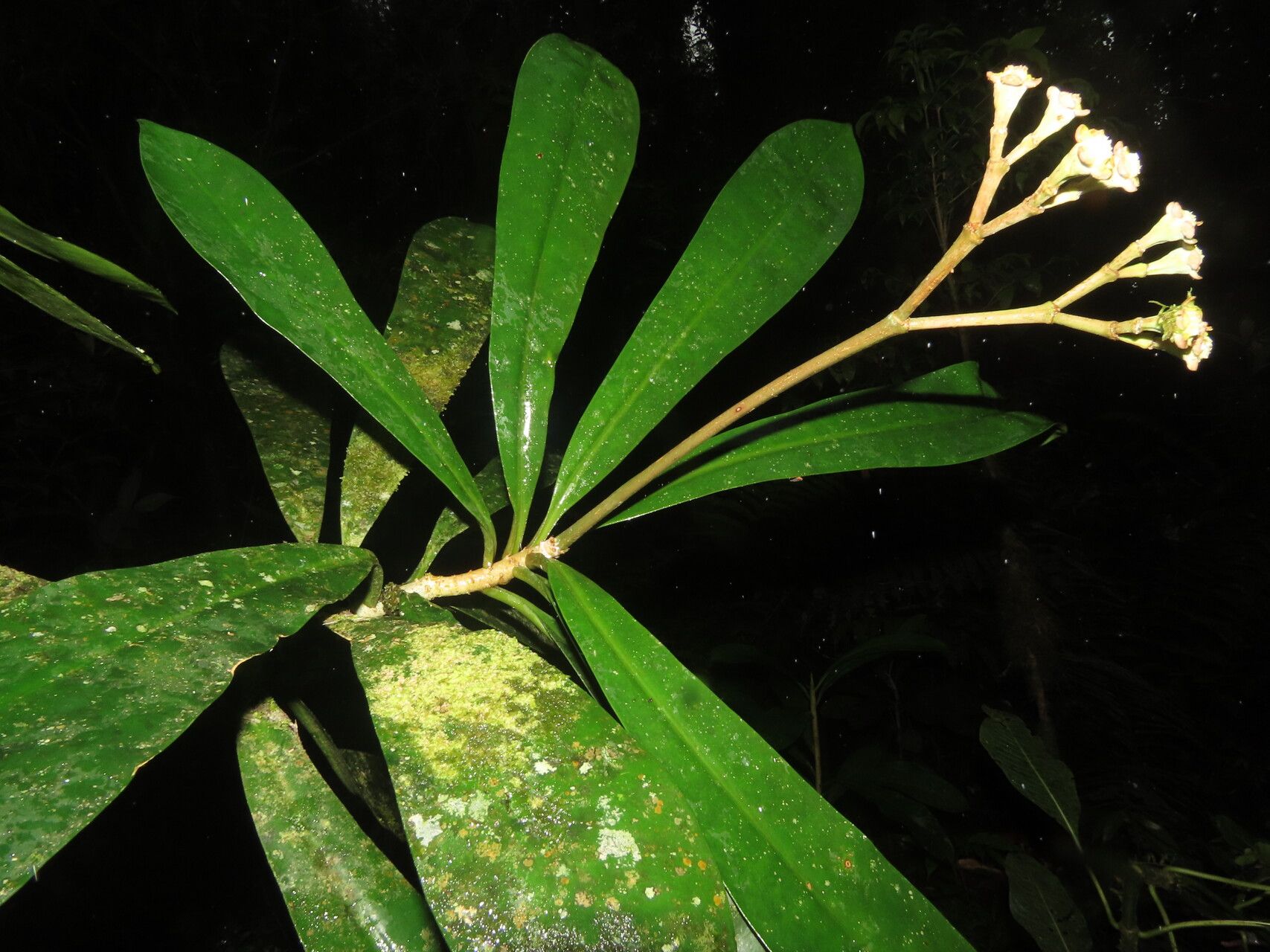 Euphorbia sinclairiana leaf