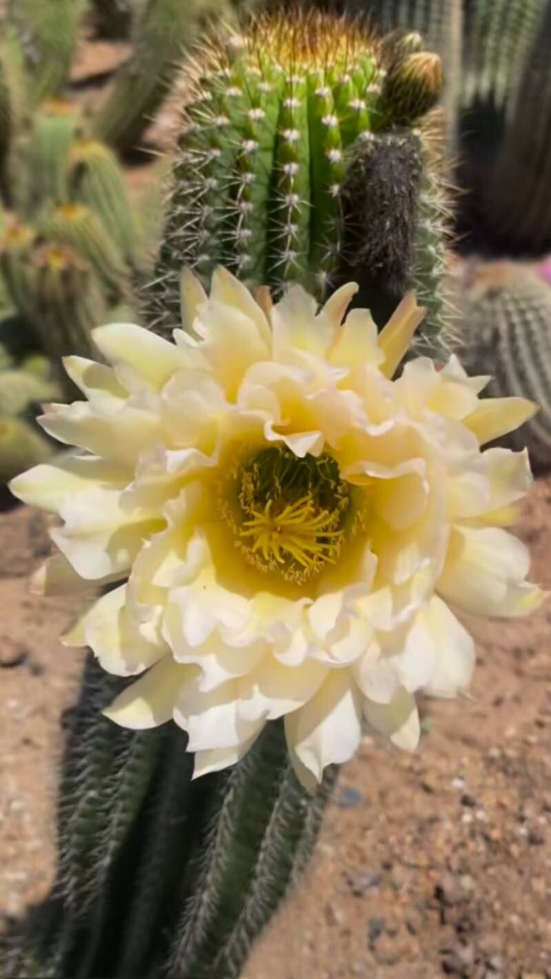 Lobivia bridgesii flower