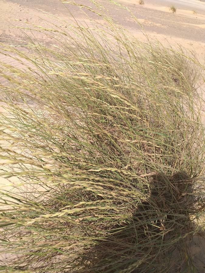 Halopyrum mucronatum habit