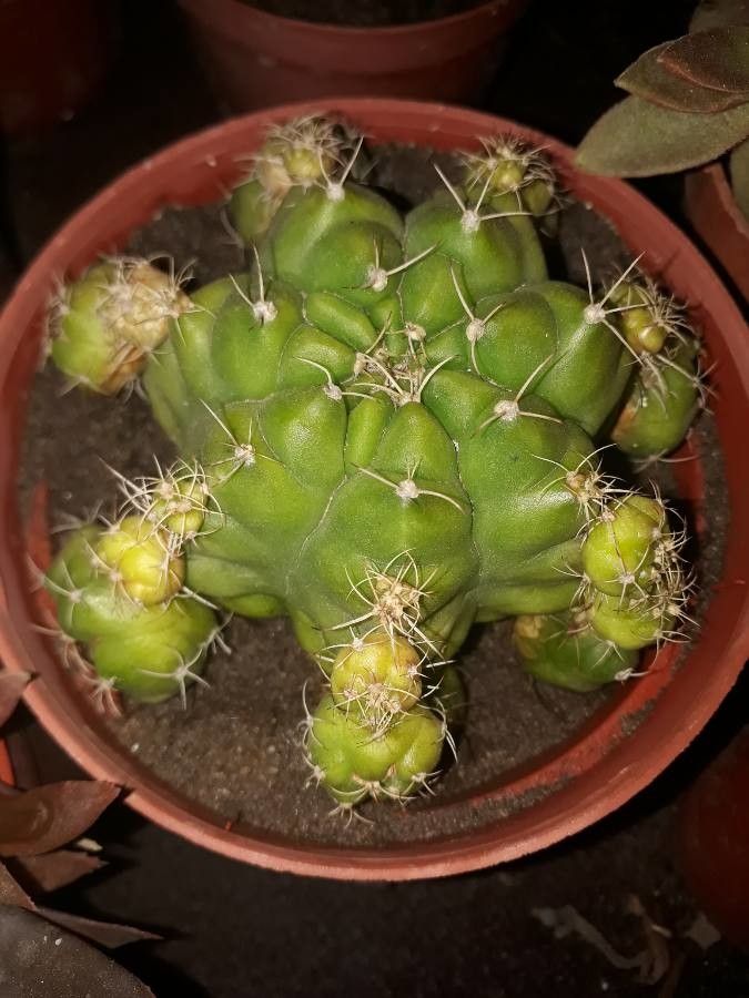Gymnocalycium marsoneri leaf