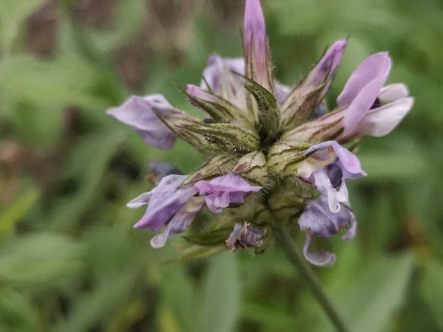 Bituminaria bituminosa flower