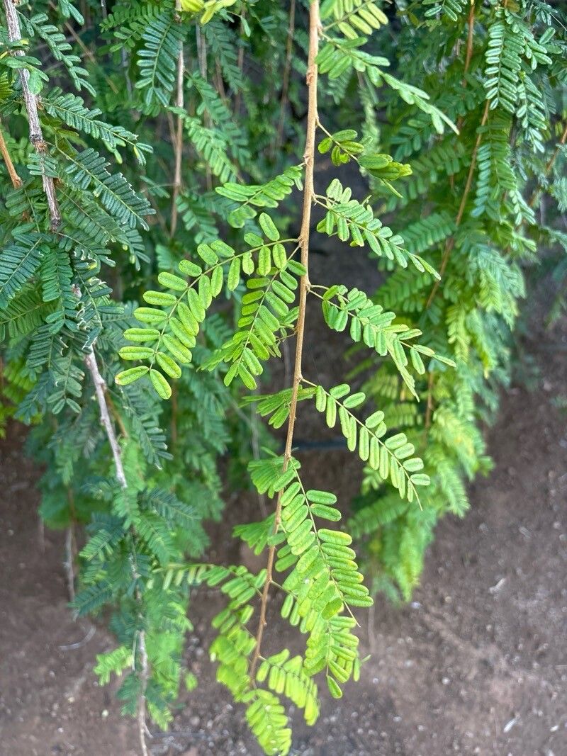Poitea florida leaf