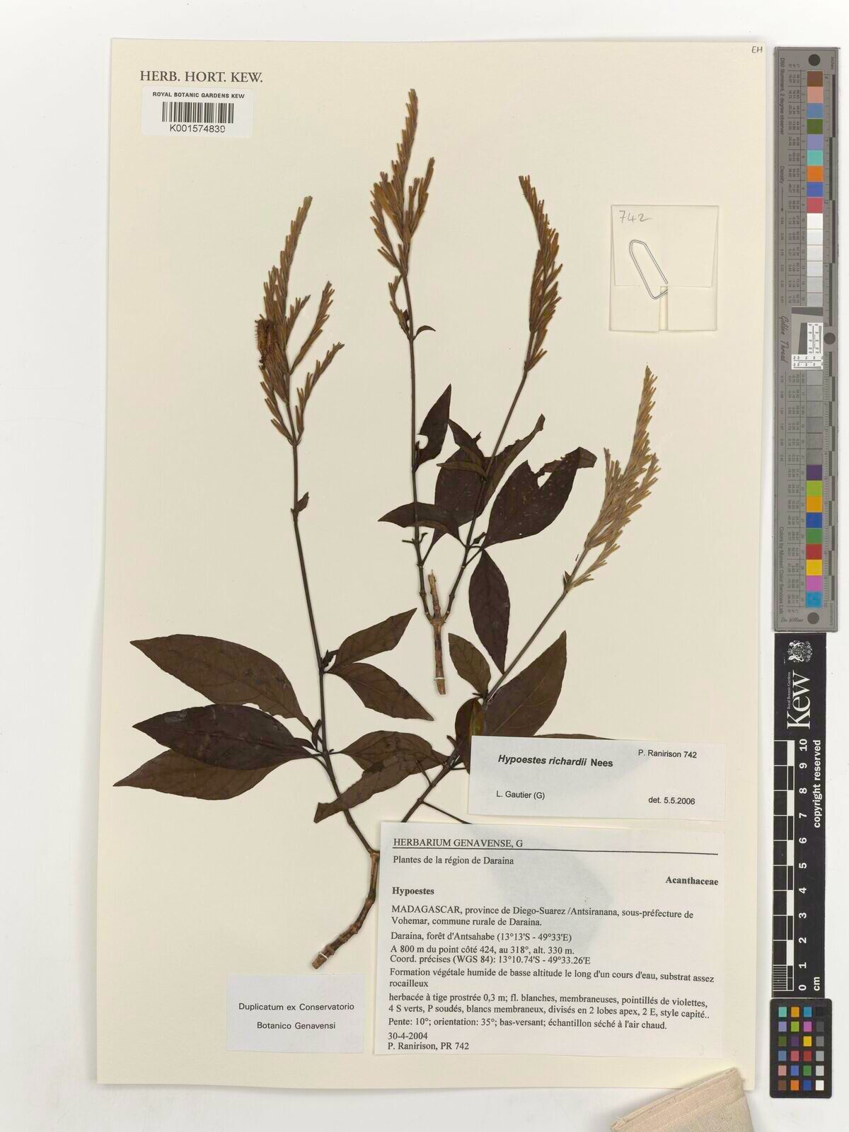 Hypoestes richardii — houseplant care guide