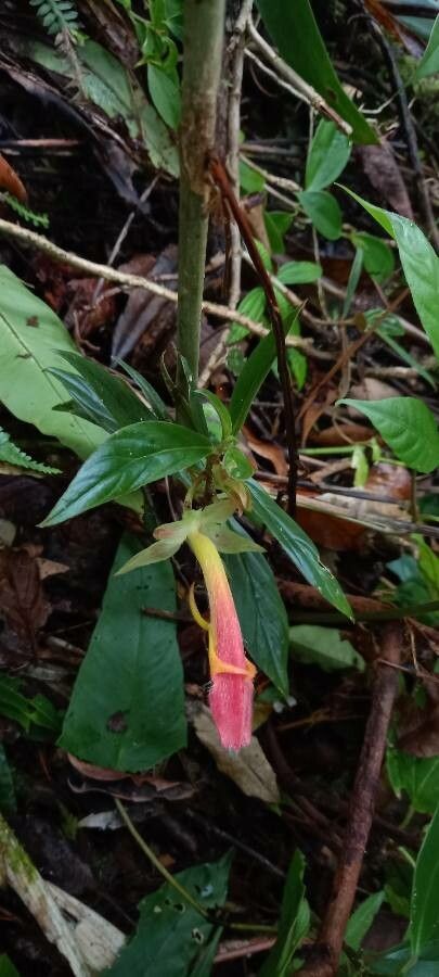 Columnea lepidocaulis other