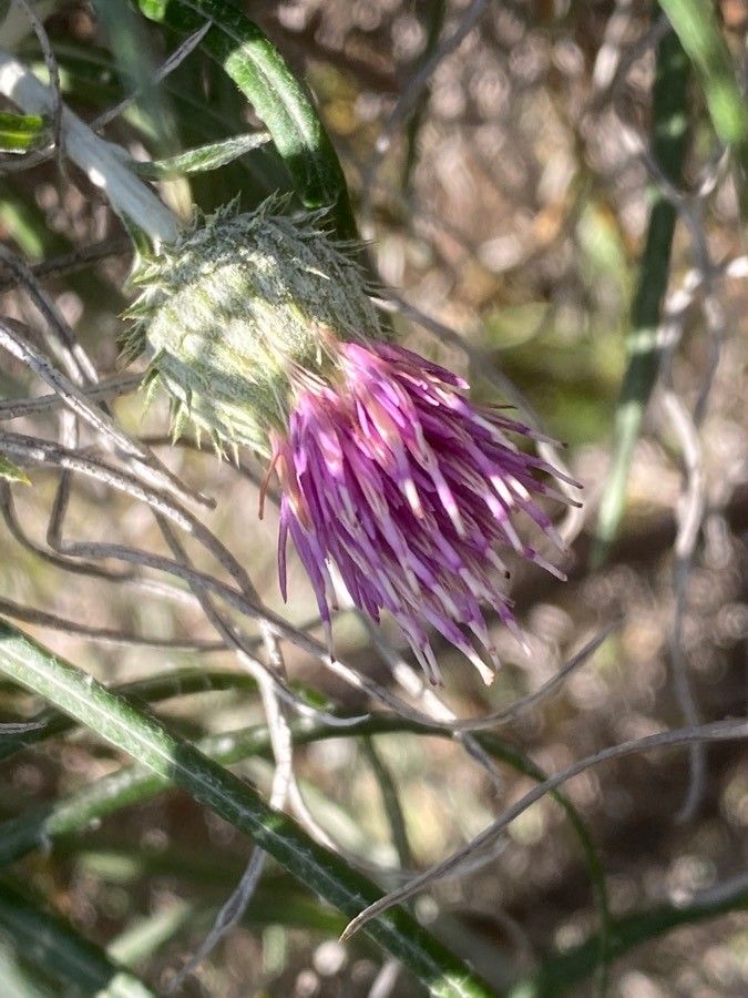 Ptilostemon gnaphaloides flower