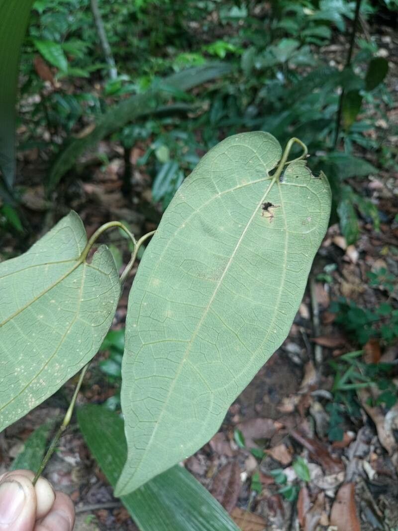 Aristolochia wankeana — search result for 'Aristolochia'